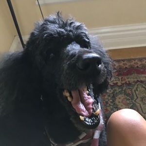 Meet your Posher, Alexa